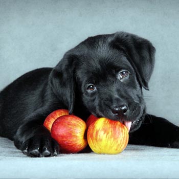 Black Pup With Apples 